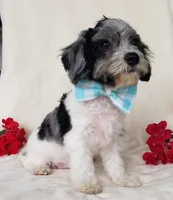 Saunter, a male Cavapoo for sale in Woodburn, IN – Photo 1 of 4