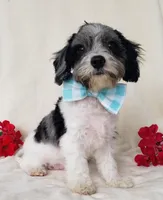 Saunter, a male Cavapoo for sale in Woodburn, IN – Photo 4 of 4