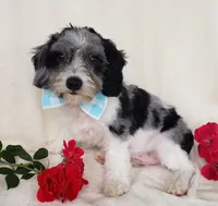 Saunter, a male Cavapoo for sale in Woodburn, IN – Photo 2 of 4