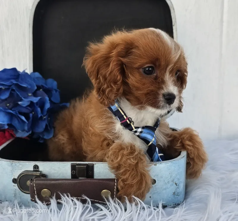 Ethan  – Cavapoo puppy for sale in Woodburn, IN