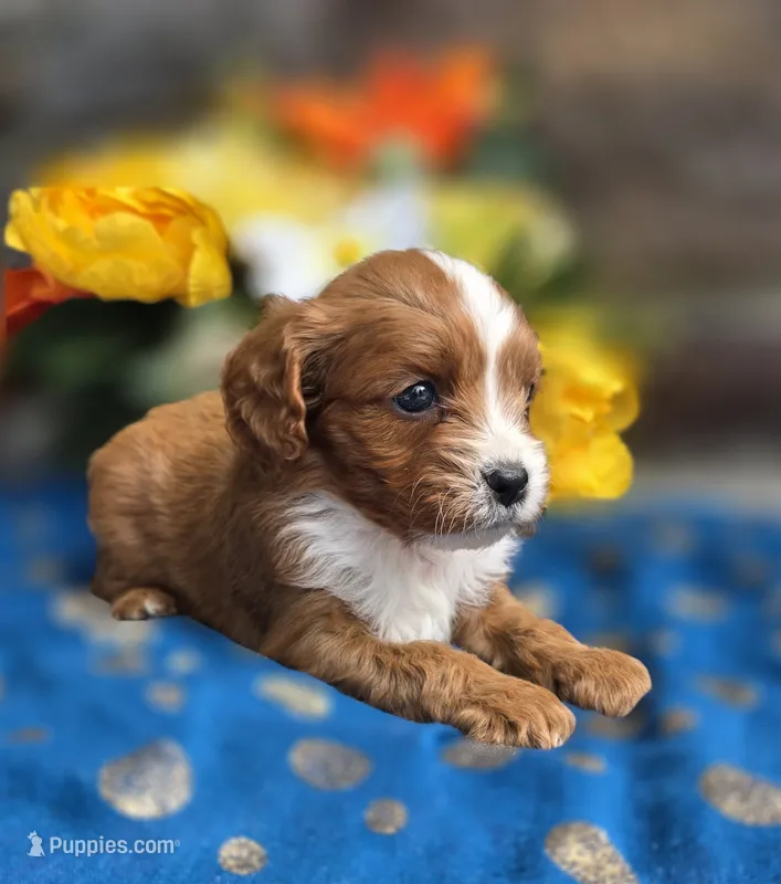 Ethan  – Cavapoo puppy for sale in Woodburn, IN