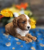 Ethan , a male Cavapoo for sale in Woodburn, IN – 1 of 4