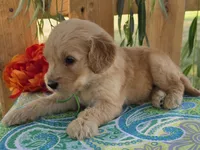 Trucker, a male Goldendoodle for sale in Woodburn, IN – 2 of 4