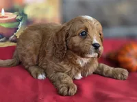 Nutmeg , a male Cavapoo for sale in Woodburn, IN – 3 of 4