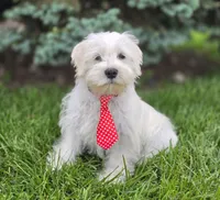 Oliver , a male Miniature Schnauzer for sale in Woodburn, IN – 1 of 4