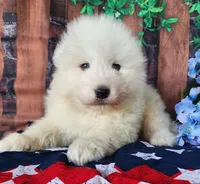 Vance, a male Samoyed for sale in Woodburn, IN – Photo 2 of 4