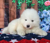 Vance, a male Samoyed for sale in Woodburn, IN – Photo 3 of 4