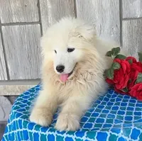 Vance, a male Samoyed for sale in Woodburn, IN – Photo 4 of 4