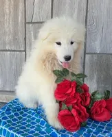 Vance, a male Samoyed for sale in Woodburn, IN – Photo 1 of 4
