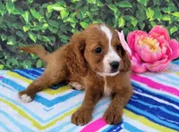 Kassidy, a female Cavapoo for sale in Woodburn, IN – 2 of 3
