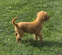 Cutie, a female Goldendoodle for sale in Woodburn, IN – 3 of 3