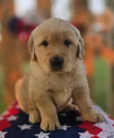 Casper , a male Golden Retriever for sale in Woodburn, IN – 3 of 4