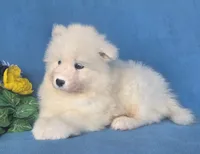 Reef, a male Samoyed for sale in Woodburn, IN – 4 of 4