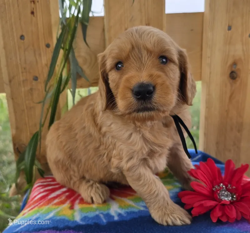 Cash – Goldendoodle puppy for sale in Woodburn, IN