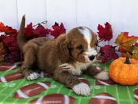 Russet, a male Cavapoo for sale in Woodburn, IN – 2 of 5