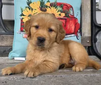 Tucker, a male Golden Retriever for sale in Woodburn, IN – 1 of 4