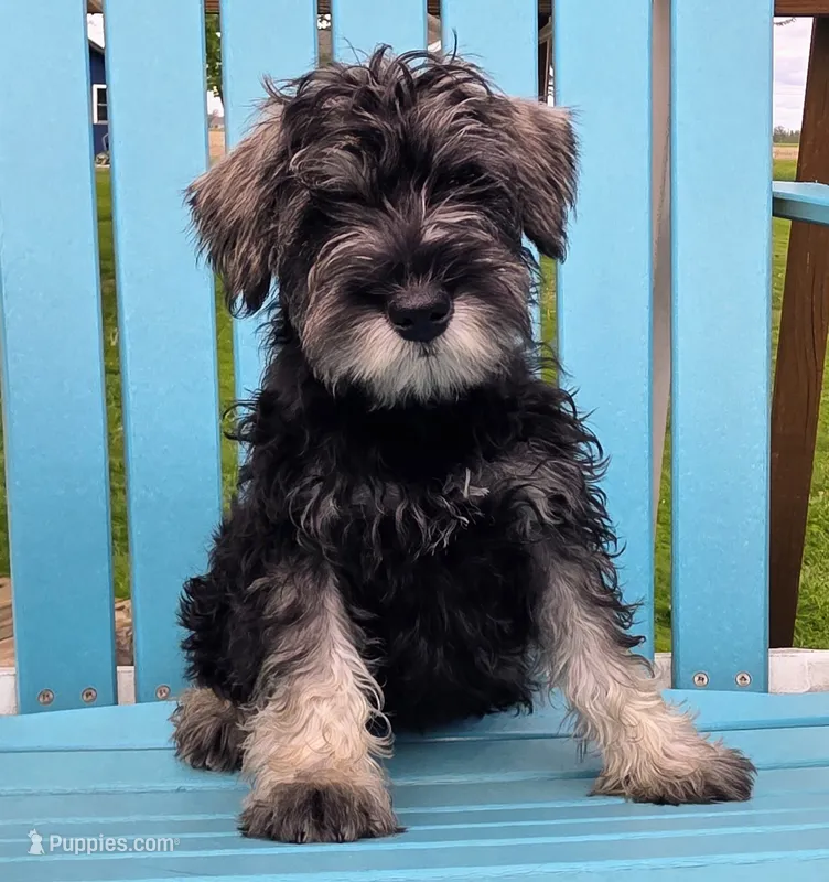 Alvin – Miniature Schnauzer puppy for sale in Woodburn, IN