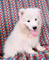 River, a male Samoyed for sale in Woodburn, IN – 1 of 6