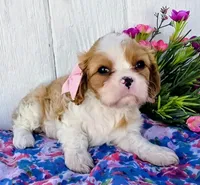Daisy, a female Cavalier King Charles Spaniel for sale in Woodburn, IN – 3 of 4