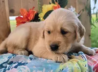 Sass, a female Golden Retriever for sale in Woodburn, IN – 2 of 3