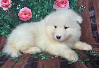 Junebug, a female Samoyed for sale in Woodburn, IN – 4 of 4