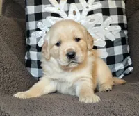 Galleway, a male Golden Retriever for sale in Woodburn, IN – Photo 4 of 4