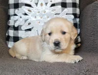 Galleway, a male Golden Retriever for sale in Woodburn, IN – Photo 2 of 4