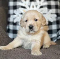 Galleway, a male Golden Retriever for sale in Woodburn, IN – Photo 1 of 4