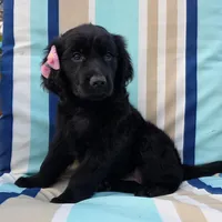 Arrow, a female Goldendoodle for sale in Woodburn, IN – Photo 1 of 4