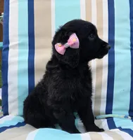Arrow, a female Goldendoodle for sale in Woodburn, IN – Photo 4 of 4