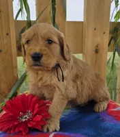 Cash, a male Goldendoodle for sale in Woodburn, IN – 3 of 4
