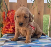 Red, a male Golden Retriever for sale in Woodburn, IN – 3 of 3
