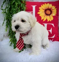 Nemo, a male Miniature Schnauzer for sale in Woodburn, IN – Photo 3 of 4
