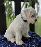 Jack, a male Miniature Schnauzer for sale in Woodburn, IN – Photo 2 of 4