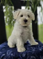 Jack, a male Miniature Schnauzer for sale in Woodburn, IN – Photo 3 of 4