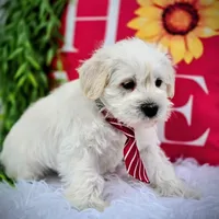 Nemo, a male Miniature Schnauzer for sale in Woodburn, IN – Photo 4 of 4