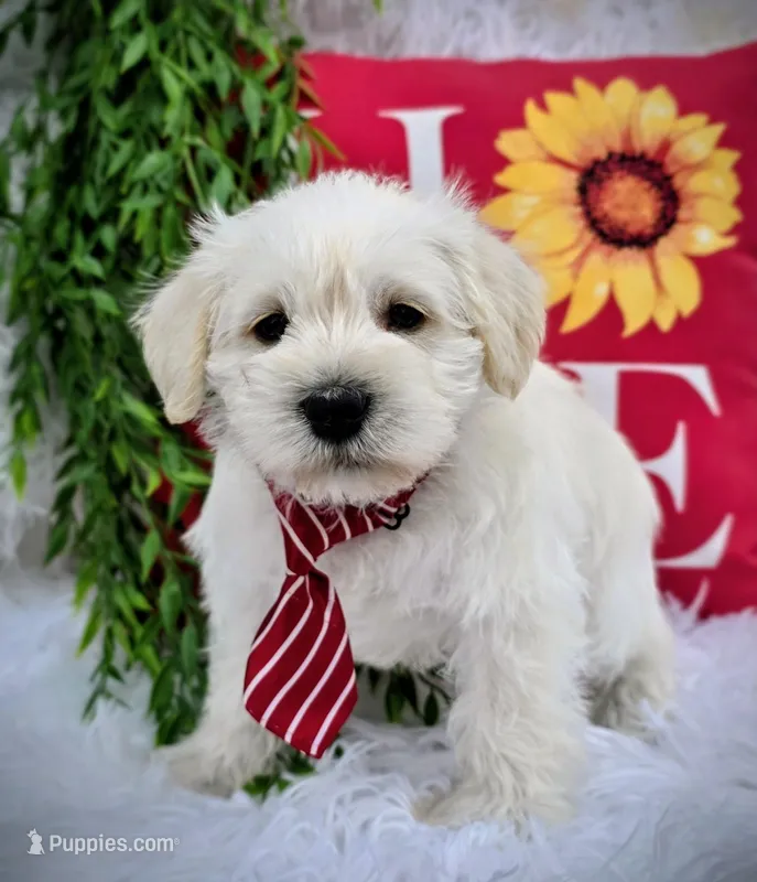 Nemo – Miniature Schnauzer puppy for sale in Woodburn, IN