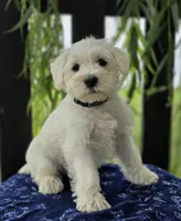 Jack, a male Miniature Schnauzer for sale in Woodburn, IN – Photo 1 of 4
