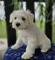 Jack, a male Miniature Schnauzer for sale in Woodburn, IN – Photo 4 of 4