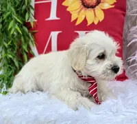 Nemo, a male Miniature Schnauzer for sale in Woodburn, IN – Photo 2 of 4