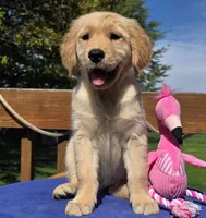Posey, a female Golden Retriever for sale in Woodburn, IN – 2 of 6