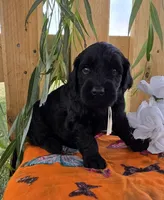 Chico, a male Goldendoodle for sale in Woodburn, IN – 4 of 4