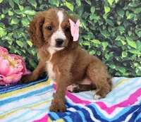 Kassidy, a female Cavapoo for sale in Woodburn, IN – 3 of 3