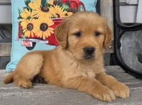 Tucker, a male Golden Retriever for sale in Woodburn, IN – 4 of 4