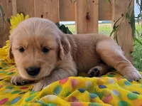 Daisy , a female Golden Retriever for sale in Woodburn, IN – 3 of 4