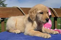 Posey, a female Golden Retriever for sale in Woodburn, IN – 5 of 6