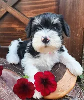 BonBon, a female Miniature Schnauzer for sale in Woodburn, IN – Photo 2 of 4
