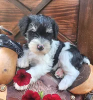 BonBon, a female Miniature Schnauzer for sale in Woodburn, IN – Photo 3 of 4