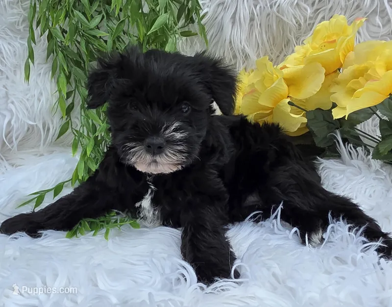 Sassy – Miniature Schnauzer puppy for sale in Woodburn, IN