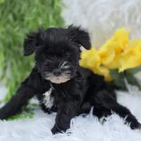 Sassy, a female Miniature Schnauzer for sale in Woodburn, IN – Photo 2 of 4